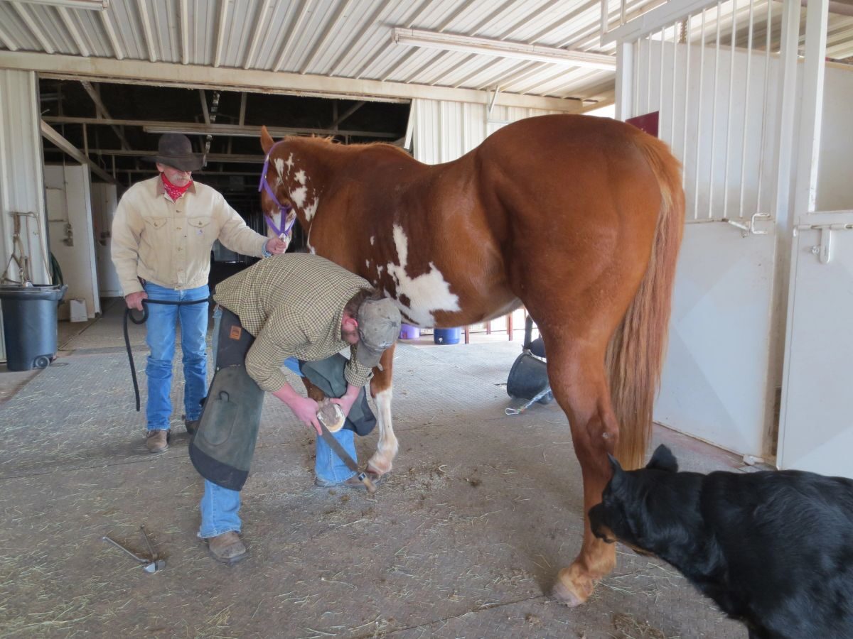 Horse being cared for in the stable aisle